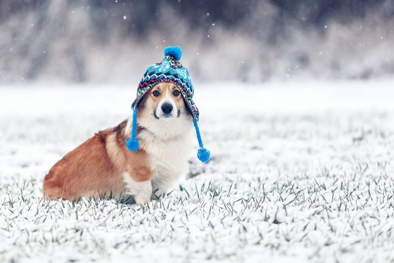 Zadbajmy o zwierzęta zimą – reagujmy na przypadki zaniedbań
